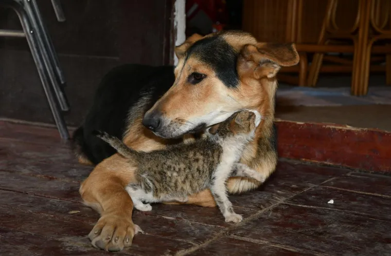 Pravi prijatelji se poznaju u nevolji: Lesi je spasio mačića Toma s deponija, a sad su nerazdvojni