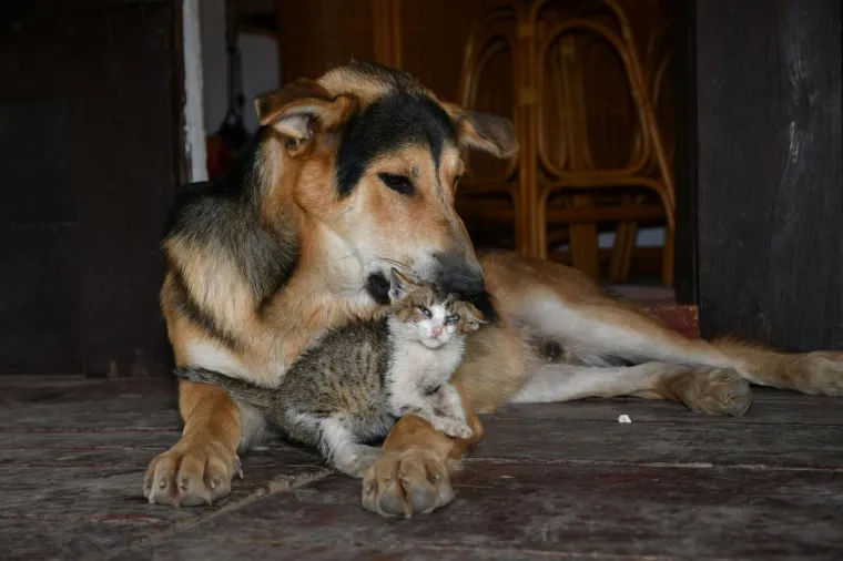 Pravi prijatelji se poznaju u nevolji: Lesi je spasio mačića Toma s deponija, a sad su nerazdvojni