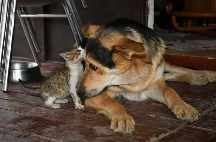 Pravi prijatelji se poznaju u nevolji: Lesi je spasio mačića Toma s deponija, a sad su nerazdvojni