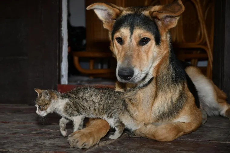 Pravi prijatelji se poznaju u nevolji: Lesi je spasio mačića Toma s deponija, a sad su nerazdvojni
