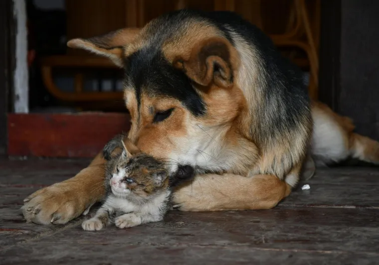 Pravi prijatelji se poznaju u nevolji: Lesi je spasio mačića Toma s deponija, a sad su nerazdvojni
