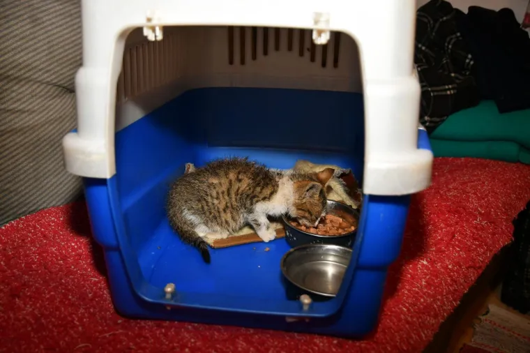 Pravi prijatelji se poznaju u nevolji: Lesi je spasio mačića Toma s deponija, a sad su nerazdvojni