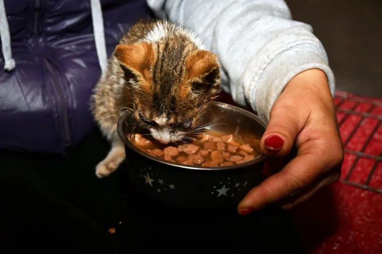 Pravi prijatelji se poznaju u nevolji: Lesi je spasio mačića Toma s deponija, a sad su nerazdvojni