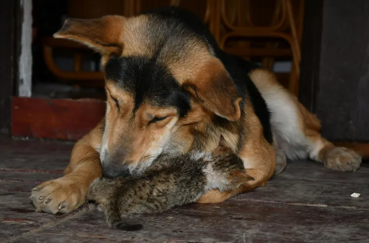 Pravi prijatelji se poznaju u nevolji: Lesi je spasio mačića Toma s deponija, a sad su nerazdvojni