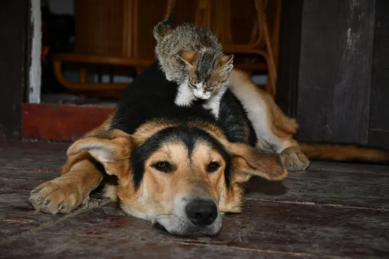 Pravi prijatelji se poznaju u nevolji: Lesi je spasio mačića Toma s deponija, a sad su nerazdvojni