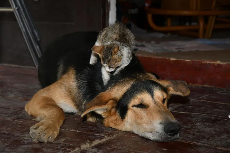 Pravi prijatelji se poznaju u nevolji: Lesi je spasio mačića Toma s deponija, a sad su nerazdvojni