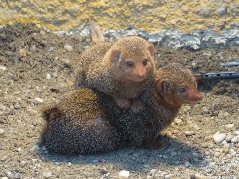 Jesen u Maksimiru: Između prvih patuljastih mungosa u Hrvatskoj cvjeta ljubav