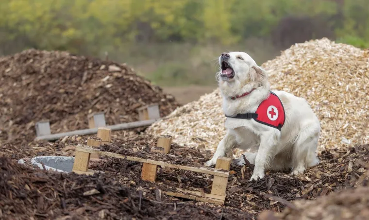 Psi tragači u potrazi za nestalima: U Jastrebarskom održana pokazna vježba