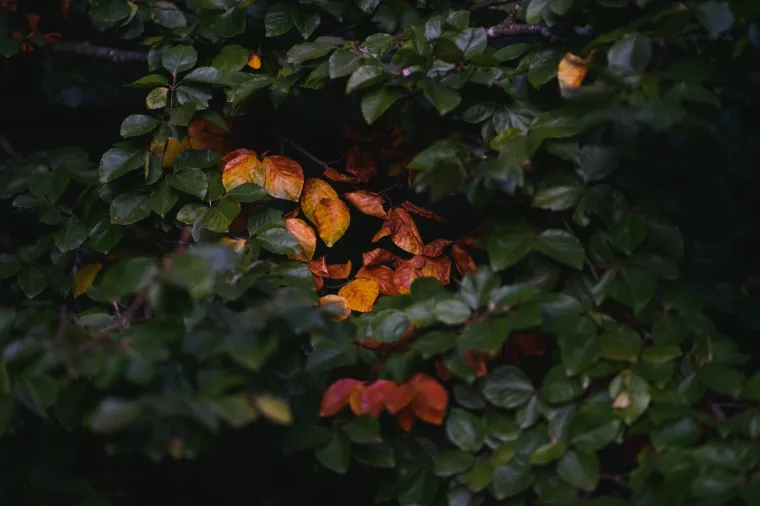 Idila u Plitvičkim jezerima: Jedan od na&scaron;ih najljep&scaron;ih nacionalnih parkova 'okupan' bojama jeseni