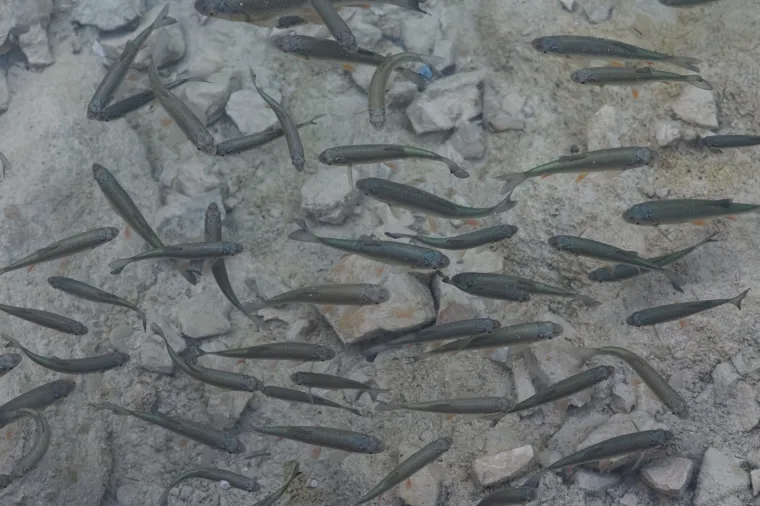 Idila u Plitvičkim jezerima: Jedan od na&scaron;ih najljep&scaron;ih nacionalnih parkova 'okupan' bojama jeseni