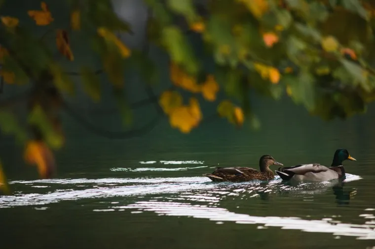 Idila u Plitvičkim jezerima: Jedan od na&scaron;ih najljep&scaron;ih nacionalnih parkova 'okupan' bojama jeseni