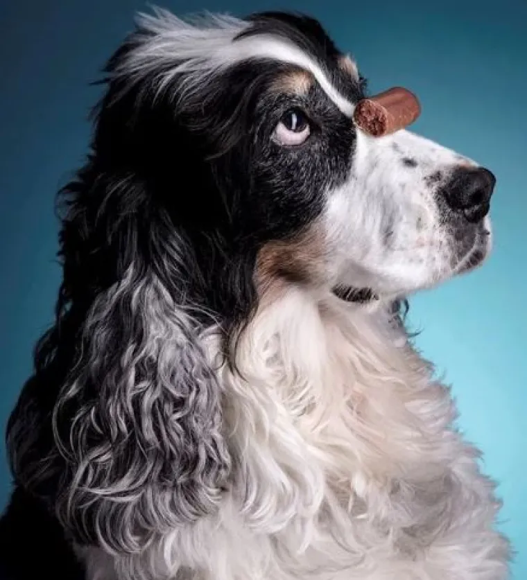 Ako vam je lo&scaron; dan, pogledajte ove medene psiće koji uživaju u poslasticama