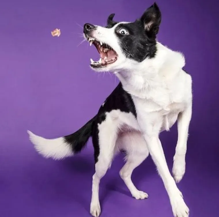 Ako vam je lo&scaron; dan, pogledajte ove medene psiće koji uživaju u poslasticama