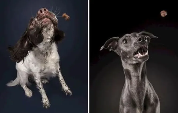 Ako vam je lo&scaron; dan, pogledajte ove medene psiće koji uživaju u poslasticama