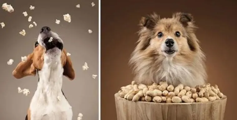 Ako vam je lo&scaron; dan, pogledajte ove medene psiće koji uživaju u poslasticama