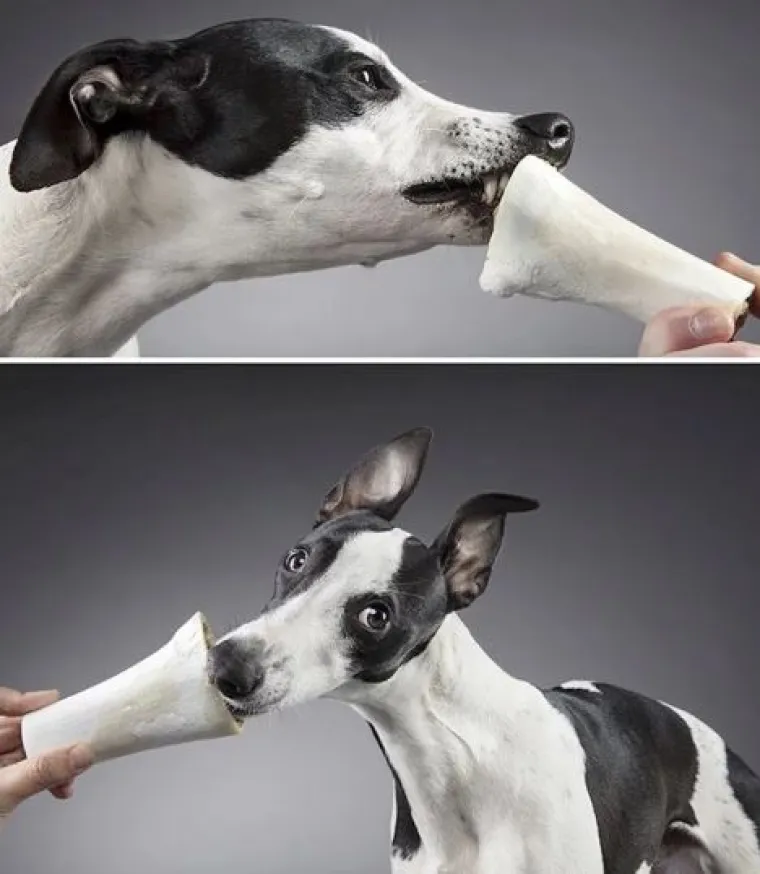 Ako vam je lo&scaron; dan, pogledajte ove medene psiće koji uživaju u poslasticama