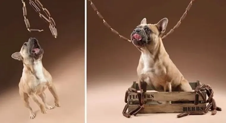 Ako vam je lo&scaron; dan, pogledajte ove medene psiće koji uživaju u poslasticama