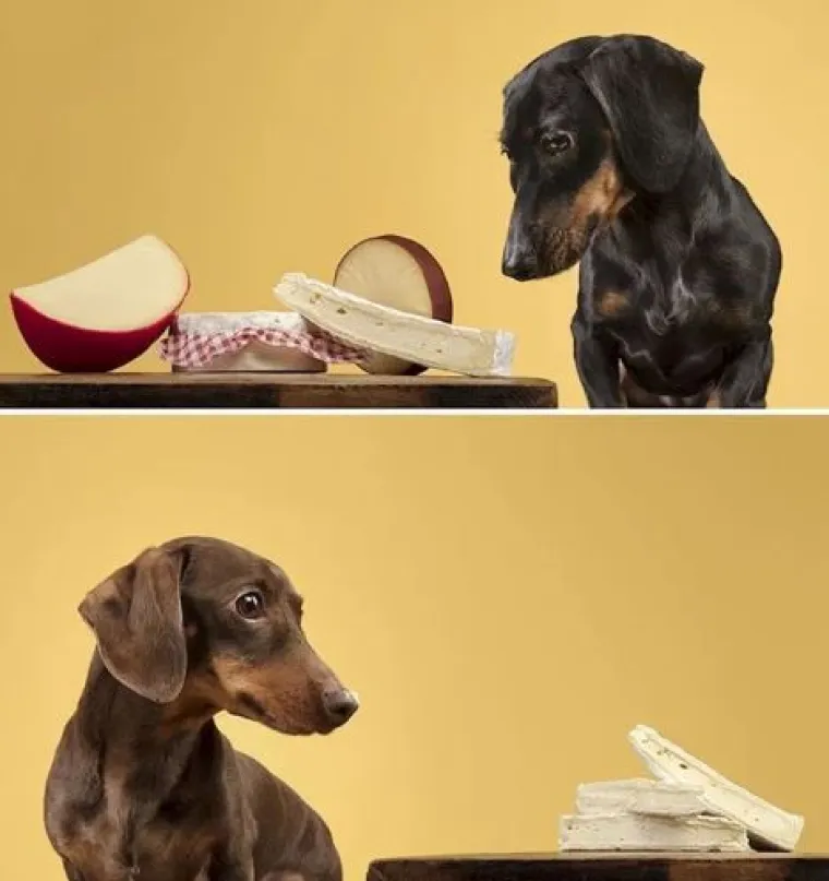 Ako vam je lo&scaron; dan, pogledajte ove medene psiće koji uživaju u poslasticama