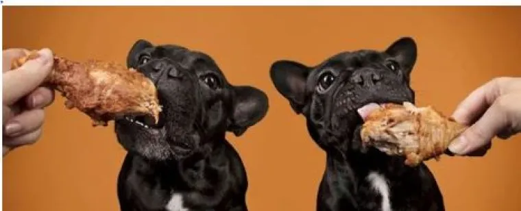 Ako vam je lo&scaron; dan, pogledajte ove medene psiće koji uživaju u poslasticama