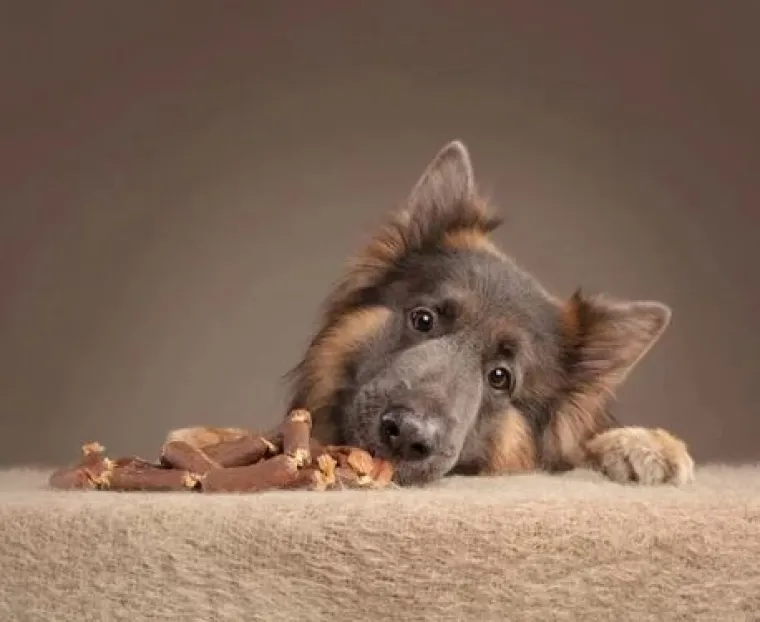 Ako vam je lo&scaron; dan, pogledajte ove medene psiće koji uživaju u poslasticama