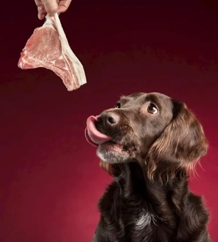 Ako vam je lo&scaron; dan, pogledajte ove medene psiće koji uživaju u poslasticama