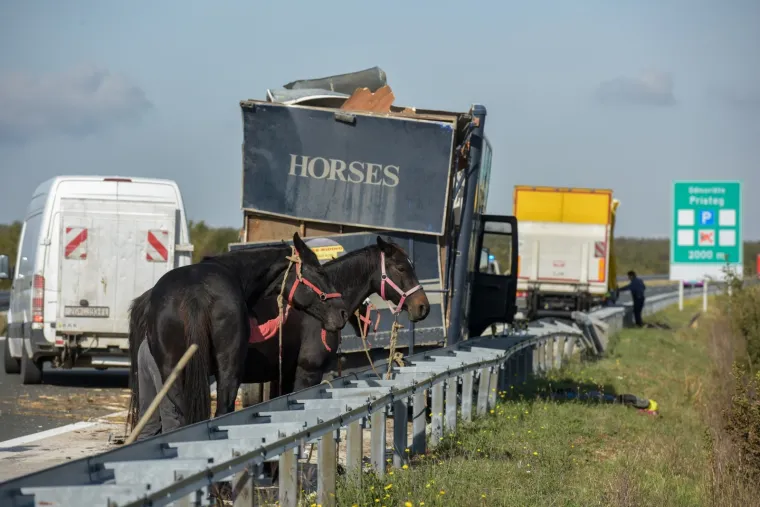 Nesreća kod Benkovca: Sudarila se dva kamiona, konji se rastrčali po cesti, jedan stradao