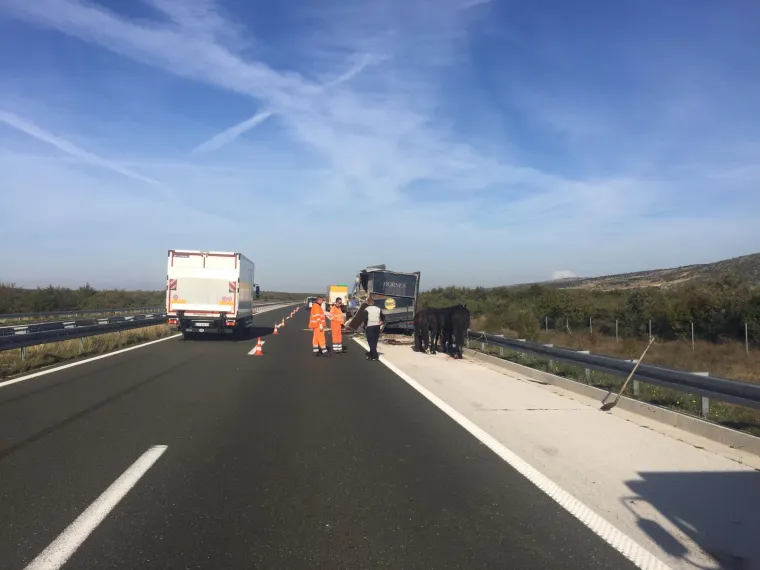 Nesreća kod Benkovca: Sudarila se dva kamiona, konji se rastrčali po cesti, jedan stradao