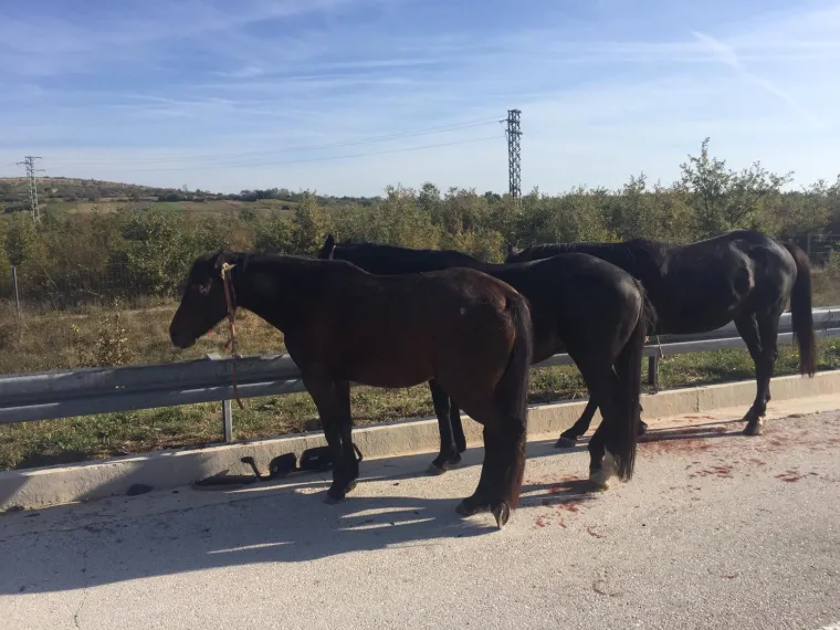 Nesreća kod Benkovca: Sudarila se dva kamiona, konji se rastrčali po cesti, jedan stradao
