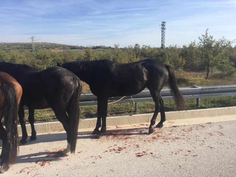 Nesreća kod Benkovca: Sudarila se dva kamiona, konji se rastrčali po cesti, jedan stradao