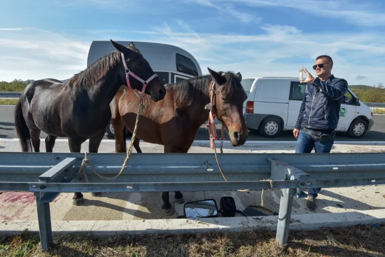 Nesreća kod Benkovca: Sudarila se dva kamiona, konji se rastrčali po cesti, jedan stradao