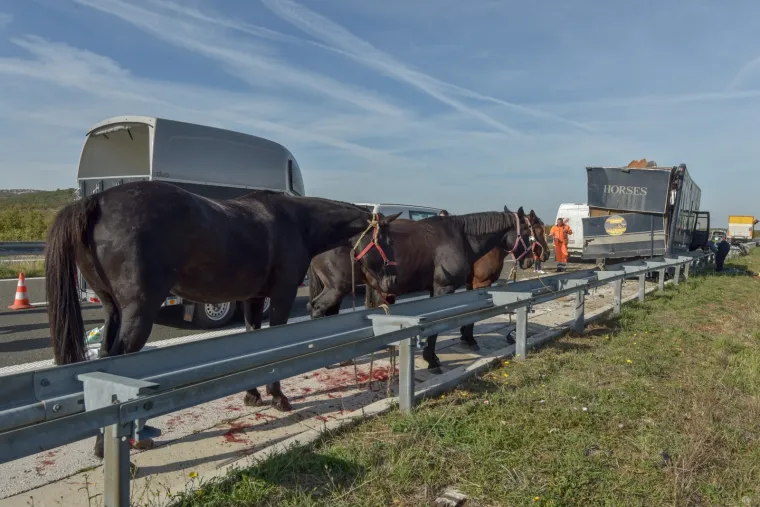 Nesreća kod Benkovca: Sudarila se dva kamiona, konji se rastrčali po cesti, jedan stradao