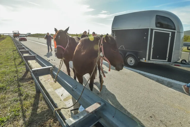 Nesreća kod Benkovca: Sudarila se dva kamiona, konji se rastrčali po cesti, jedan stradao