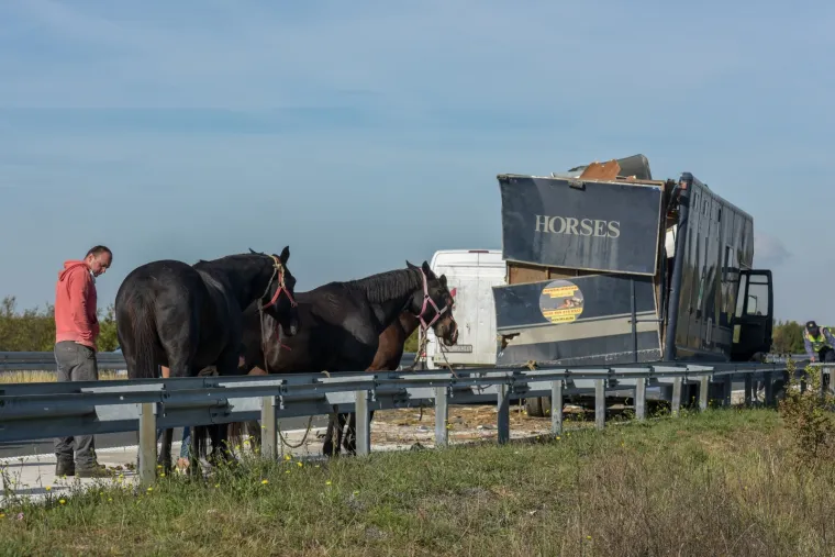 Nesreća kod Benkovca: Sudarila se dva kamiona, konji se rastrčali po cesti, jedan stradao