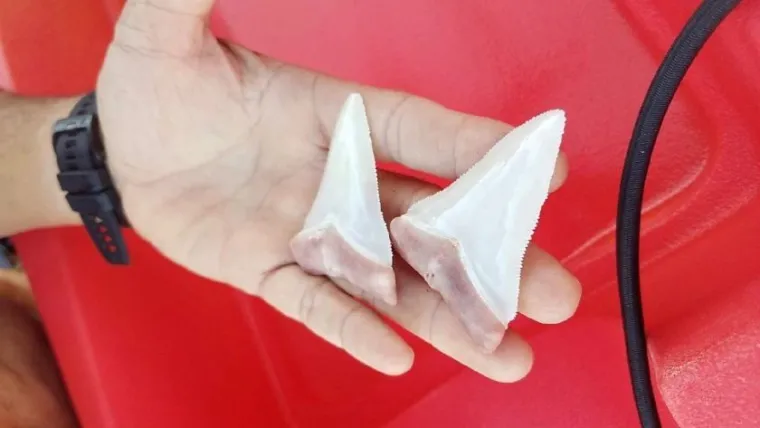 Zubi morskog psa koje je kajaka&scaron; izvukao iz kajaka.