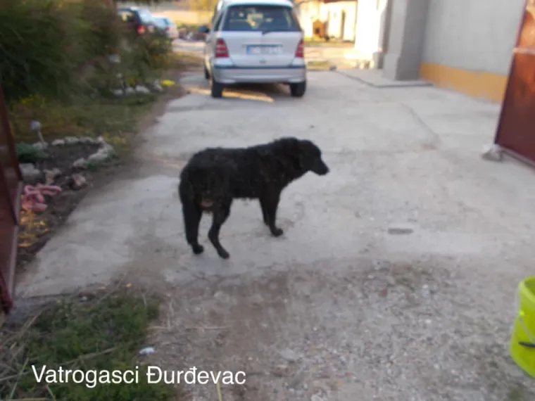 Vatrogasac iz Đurđevca se zavukao u usku cijev kanala kako bi spasio nesretnu životinju