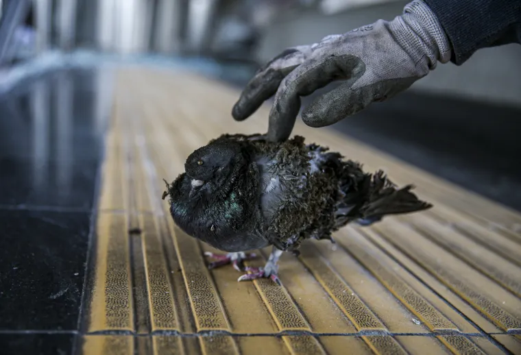 Prizori s čileanskih ulica svjedoče potpunom kaosu! Čitav grad je uni&scaron;ten, u požaru poginulo troje ljudi...