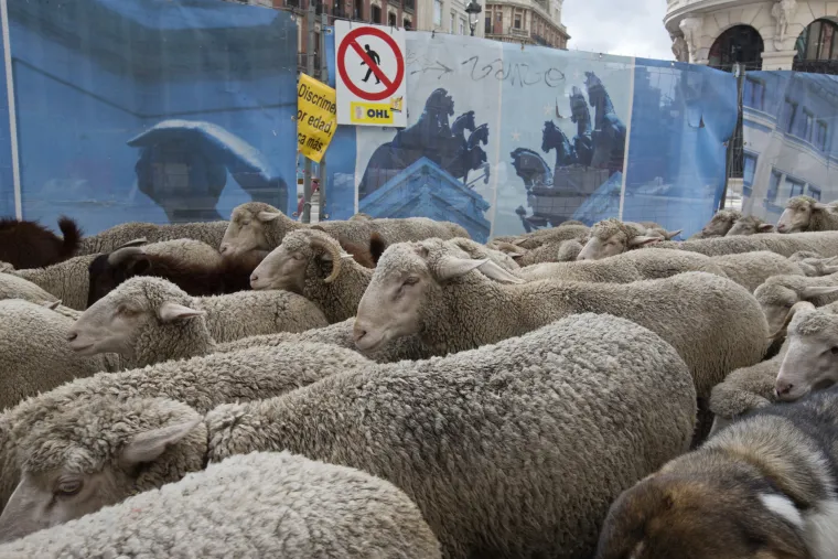 Neobične scene stižu iz Madrida: Preko dvije tisuće ovaca pro&scaron;etalo ulicama glavnog &scaron;panjolskog grada