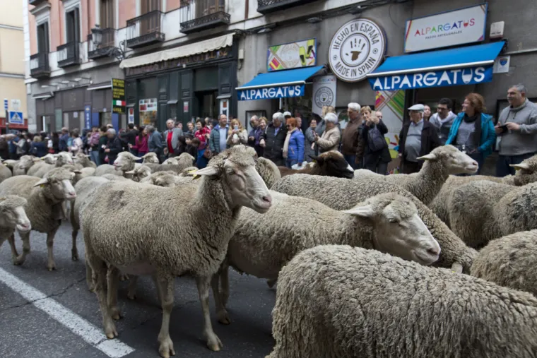 Neobične scene stižu iz Madrida: Preko dvije tisuće ovaca pro&scaron;etalo ulicama glavnog &scaron;panjolskog grada