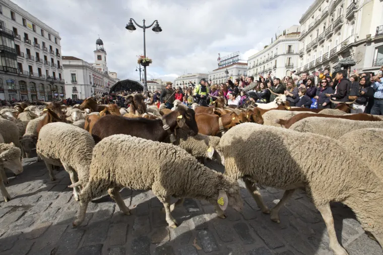 Neobične scene stižu iz Madrida: Preko dvije tisuće ovaca pro&scaron;etalo ulicama glavnog &scaron;panjolskog grada