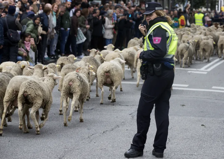 Neobične scene stižu iz Madrida: Preko dvije tisuće ovaca pro&scaron;etalo ulicama glavnog &scaron;panjolskog grada