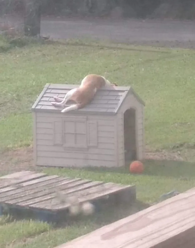 JESU LI OVO NAJURNEBESNIJI PSI? Vlasnici pokazali &scaron;to ljubimci rade kada ih ne gledate