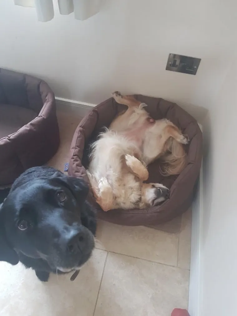 JESU LI OVO NAJURNEBESNIJI PSI? Vlasnici pokazali &scaron;to ljubimci rade kada ih ne gledate