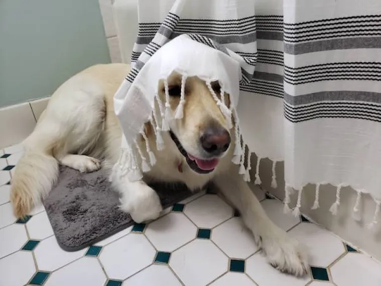 JESU LI OVO NAJURNEBESNIJI PSI? Vlasnici pokazali &scaron;to ljubimci rade kada ih ne gledate