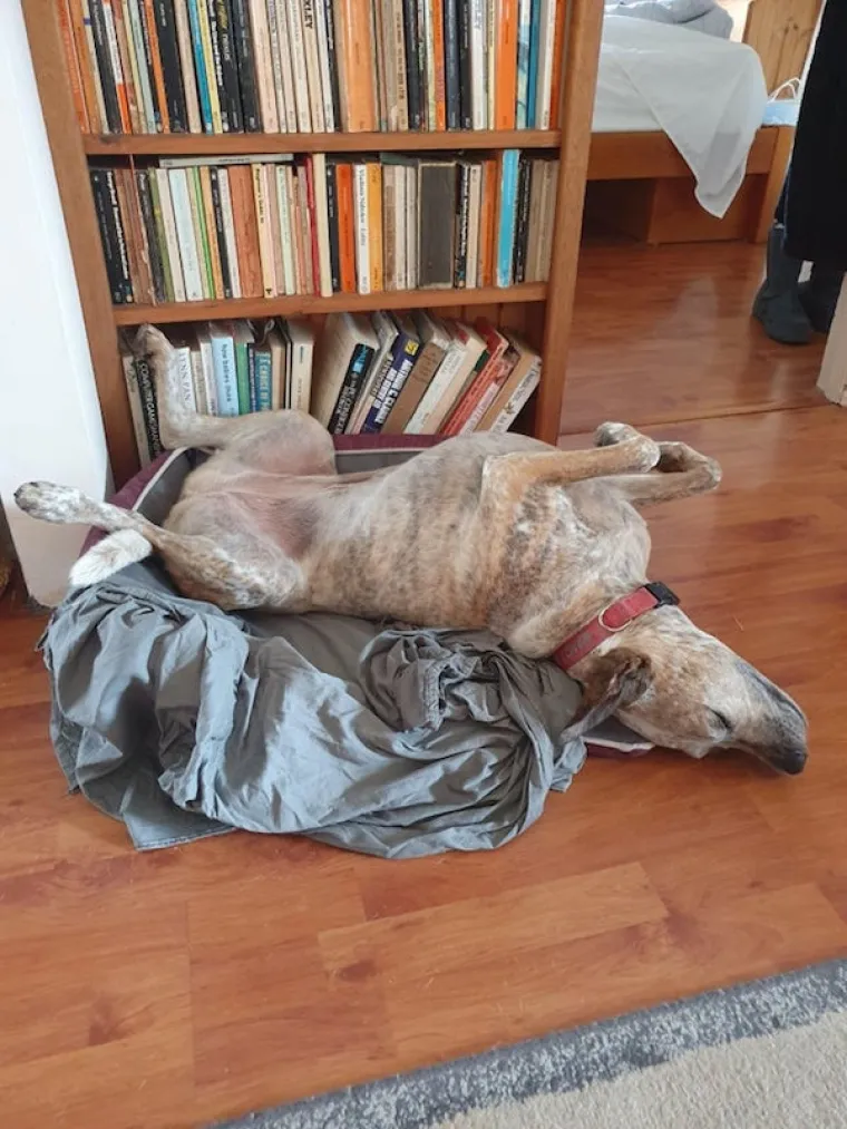 JESU LI OVO NAJURNEBESNIJI PSI? Vlasnici pokazali &scaron;to ljubimci rade kada ih ne gledate