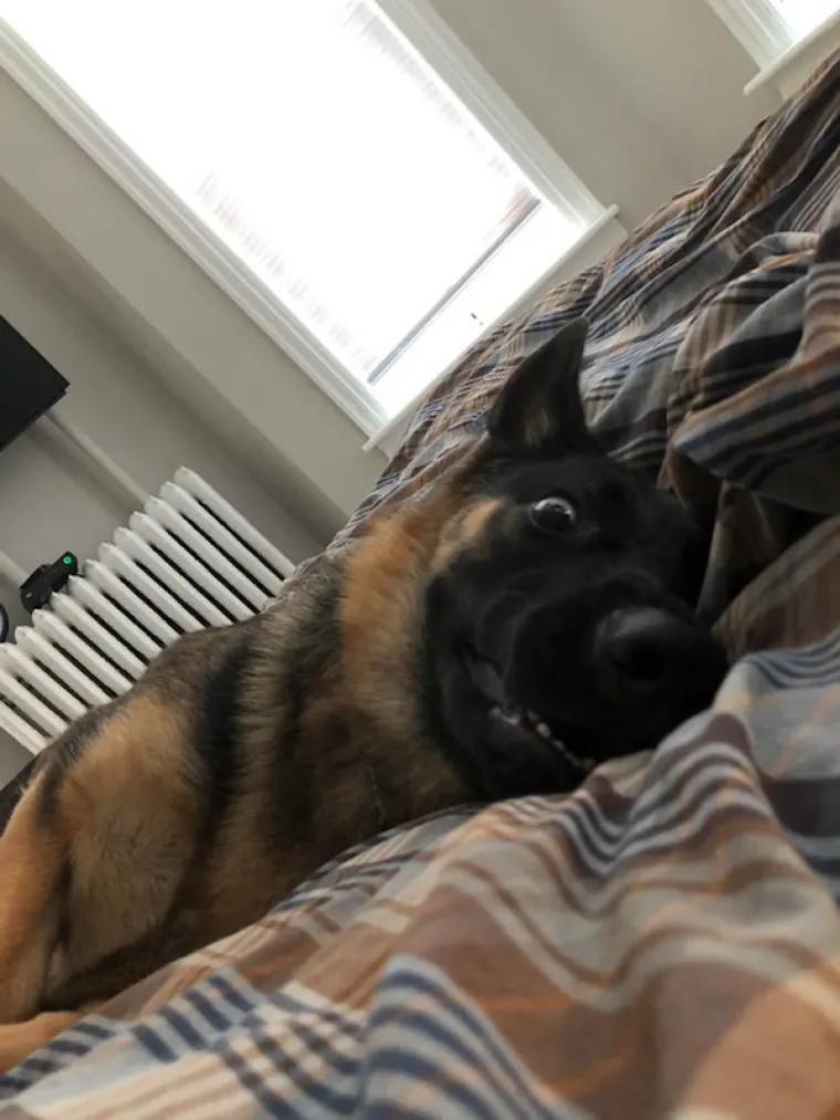 JESU LI OVO NAJURNEBESNIJI PSI? Vlasnici pokazali &scaron;to ljubimci rade kada ih ne gledate