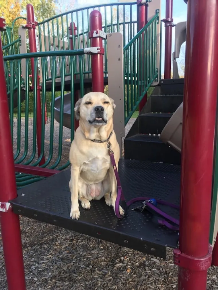 JESU LI OVO NAJURNEBESNIJI PSI? Vlasnici pokazali &scaron;to ljubimci rade kada ih ne gledate