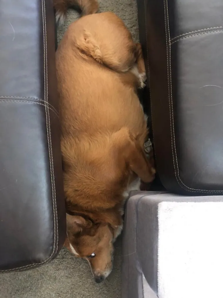 JESU LI OVO NAJURNEBESNIJI PSI? Vlasnici pokazali &scaron;to ljubimci rade kada ih ne gledate