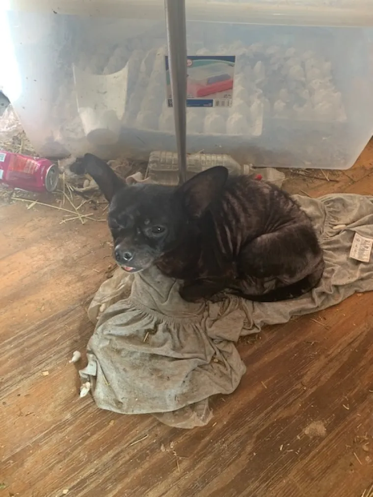 Jezivi prizori u 'kući strave': Troje djece živjelo je s čak 245 životinja, izmet i mokraća bili su posvuda!