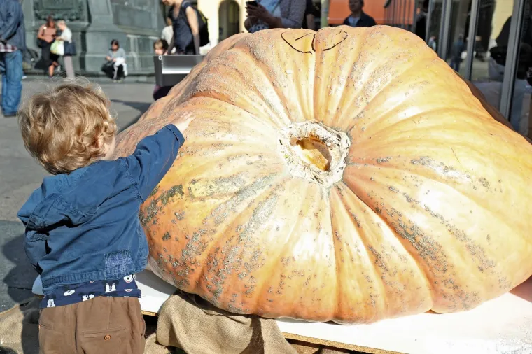 U Zagrebu izložena najveća hrvatska bundeva u 2019: Ima više od pola tone!