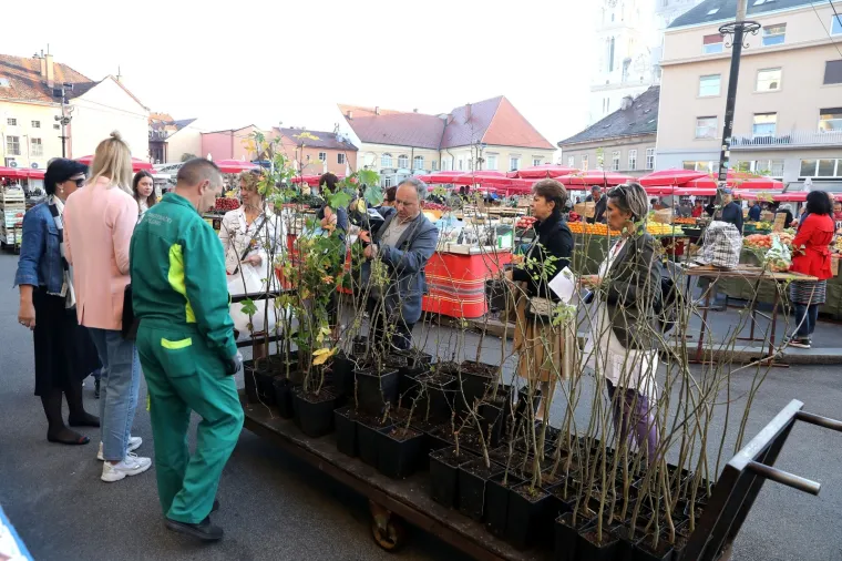 'Zasadi drvo, ne budi panj': Hrvatska sadi tisuće stabala, građanima na Dolcu podijeljene sadice